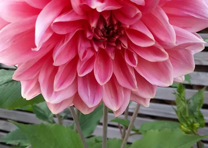 On The First Floor Of The House Apartment