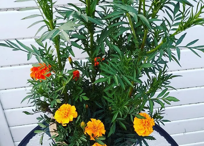 On The First Floor Of The House Apartment